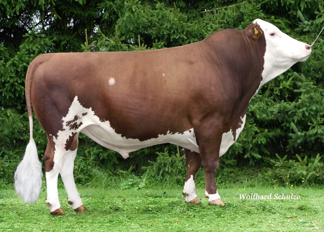 Der Vorderw�lderbulle Igfingo PP ist ein reinerbig hornloser Spezialbulle aus der Mutterhuhhaltung f�r die Mutterkuhhaltung und zur Verbesserung der Fleischleistung. Sein Schlachtgewicht von 518,4 Kilogramm kg mit dreieinhalb Jahren und die Handelsklasse U f�r den Schlachtk�rper bedeuten ein sehr gutes Ergebnis.