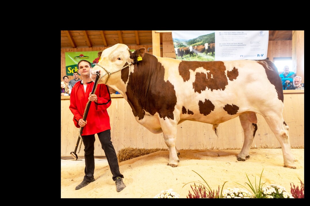 Der Wartebulle Iggupir wurde Reservesiegerbulle der Verbandsschau am 9. Oktober 2022 in St. M�rgen und ist ein Sohn des Besamungsbullen Igguss. Klaus Duffner aus Haslach hat ihn gez�chtet und Gerhard Klausmann aus St. Georgen-Stockburg nutzt ihn im Natursprung.