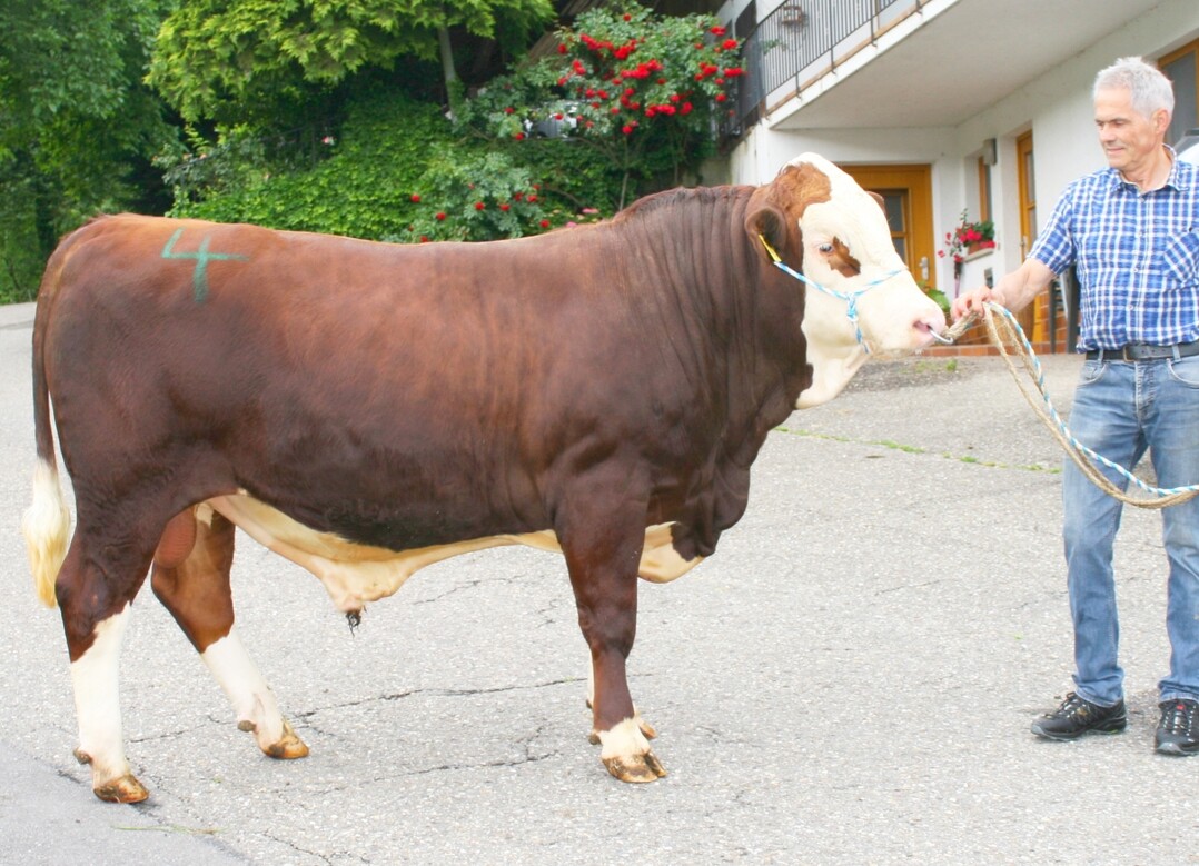 Igrapiro P ist ein �sp�tberufener� Testbulle, ausgew�hlt wurde er am Telefonmarkt im Juli 2021. Er konnte aber erst ein Jahr sp�ter nach Herbertingen zur Spermagewinnung �berstellt werden. Grund war die Blauzungenrestriktionszone. Das Gute ist, dass sein Z�chter Klaus Duffner aus Haslach Igrapiro P im Natursprung auf K�he einsetzte und bis jetzt 24 Abkalbungen vorliegen. Der paternale Kalbeverlauf liegt mit 95 inzwischen um elf Punkte h�her als beim Vater Igragar PP. Auch von ihm steht normales und gesextes Sperma zur Verf�gung.