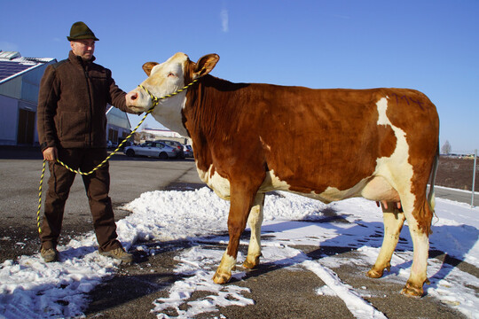 Die unangefochtene Fleckvieh - Spitzenjungkuh stellte die Familie Haag aus Sulzbach/Murr � Berwinkel mit einer schicken und enorm fundamentstarken Waldol � Tochter mit 30 kg Milch, die zum Tagesh�chstpreis in den Odenwald wechselte. 