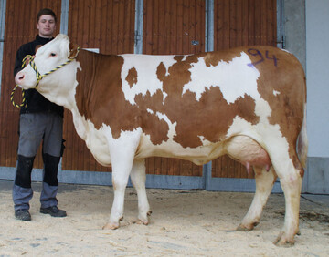 Angef�hrt wurde die Kollektion von einer Hupadin-Tochter vom Betrieb Mayer aus Ellwangen-Lindenhof. Sie war bereits garantiert tragend, leistete 34 kg Milch und zeigte sich sehr komplett im Exterieur.