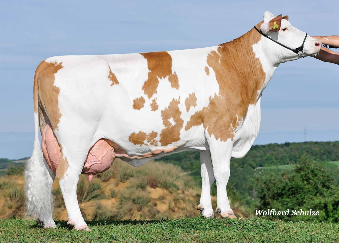 Die Kuh Imelda von Hof Aischland in Weikersheim ist die Gro�mutter des Bullen Mirolo und selbst eine erfolgreiche Bullenmutter.