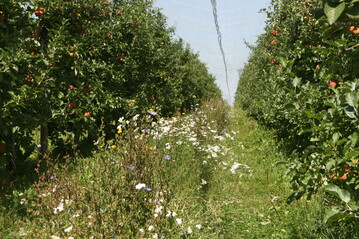 Bl�hstreifen tragen nicht nur zur Verbesserung der Artenvielfalt bei, sie tragen auch zu Ertragssteigerungen bei, wie Forschungen in der Schweiz herausgefunden haben.&nbsp;