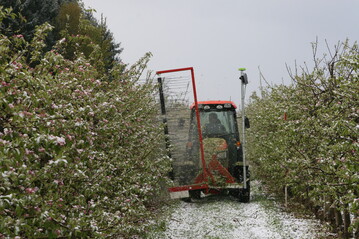 Trotz Blütenfrösten lohnte auch in diesem Jahr eine Fruchtausdünnung. Was zum besseren Ergebnis führte - der Einsatz des Darwingeräts, ATS oder ein anderes Mittel - wurde in einem Versuch in Augustenberg getestet.