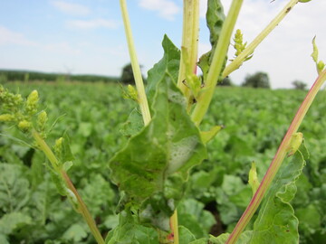 Schosserr�ben m�ssen entfernt werden. Sie gef�hrden den R�benanbau.