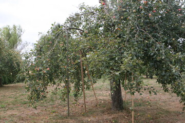 In einem offenen Brief haben sich der LOGL und weitere Partner gegen die Unterschutzstellung von Streuobstbäumen im Volksbegehren "Rettet die Bienen" ausgesprochen.