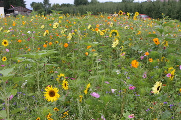 Seit zehn Jahren engagiert sich die Rewe Group im Erhalt der Artenvielfalt und hat dazu unter anderem auch Projekte in Zusammenarbeit mit Obstbauern am Bodensee vorangetrieben. Seither sind beispielsweise jede Menge Blühflächen entstanden.