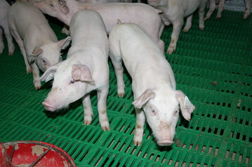 Die Haltungskennzeichnung f�r Schweine wird auf f�nf Stufen erweitert.<br>