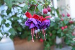 Fuchsienblüte im Garten von Ernst Kessler.