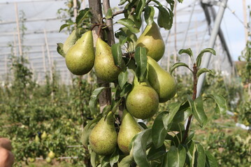 Im Vergleich zu �pfeln f�hren Birnen eher ein Schattendasein. Mit einem Pro-Kopf-Verbrauch von zwei Kilo rangieren sie auf Platz acht der Beliebtheitsskala.&nbsp;
