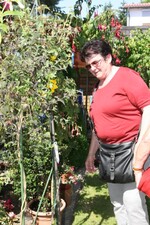 Fuchsienblüte im Garten von Ernst Kessler in Weingarten.