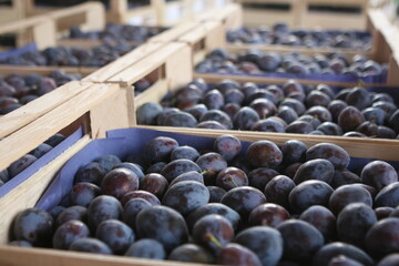 Die Aussichten für eine gute Zwetschgenernte stehen nicht schlecht.