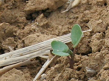 Raps nach dem Aufgehen - vielerorts ist es f�r die Saat aber noch zu trocken.