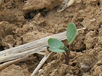 Eine junge Rapspflanze. Sind Unkr�uter eine zu starke Konkurrenz, kann das eine Behandlung notwendig machen.