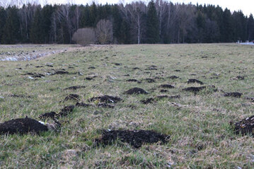 Maussch�den auf Gr�nland