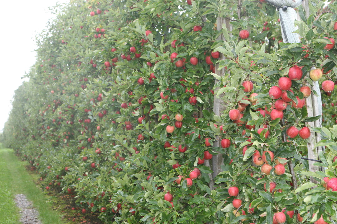 Niedersachsen steht deutschlandweit an erster Stelle beim Apfelanbau.