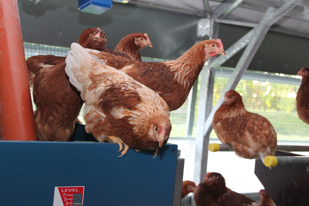 Im H�hnermobil f�hlen sich die Tiere wohl