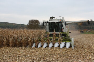 Trockenheit und hohe Temperaturen ab Juli reduzierten den Maisertrag und sorgten f�r geringe Erntefeuchten.
