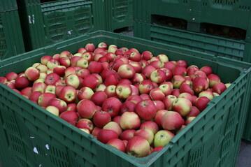 In Nordrhein-Westfalen startet ein Pilotprojek f�r mehr Nachhaltigkeit im Obstbau, das in einem neuen Siegel f�r Obst m�nden soll.