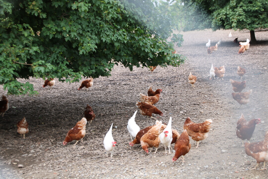 Legehennen im Auslauf