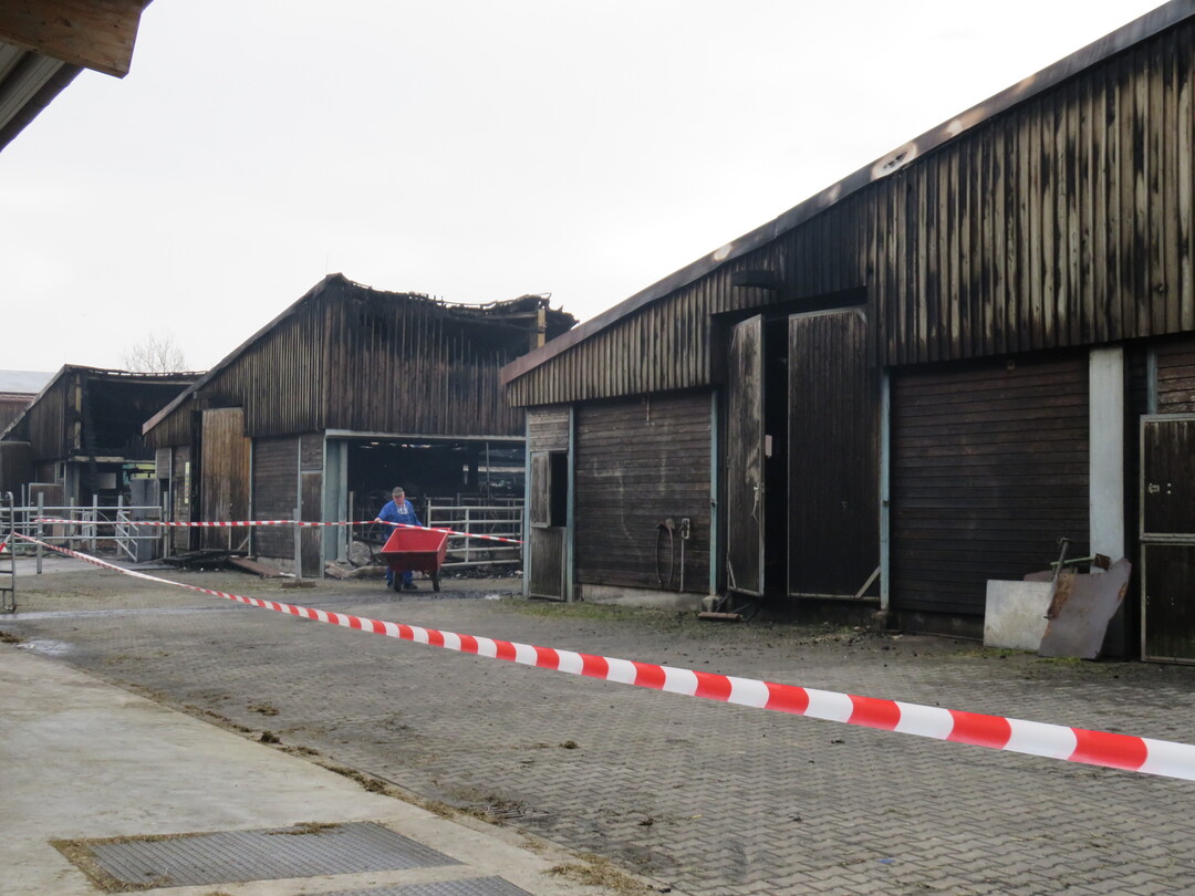 Rund 80 Rinder konnten rechtzeitig aus den Stallungen gebracht werden.