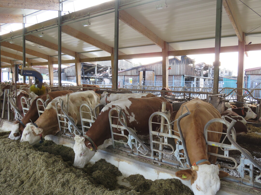 Die Milchkühe haben wieder ihren Stall bezogen