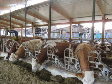 Die Milchk�he haben wieder ihren Stall bezogen