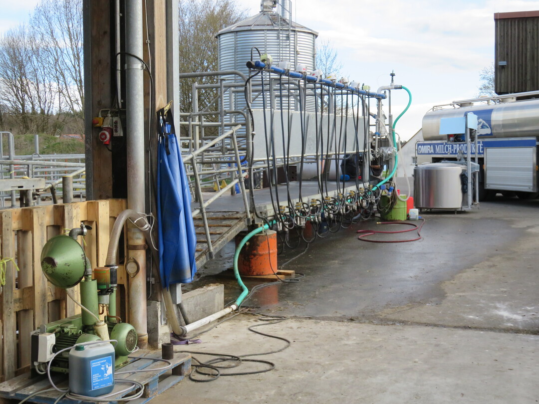 Behelfsmäßig wird jetzt in einem Weide-Melkstand gemolken