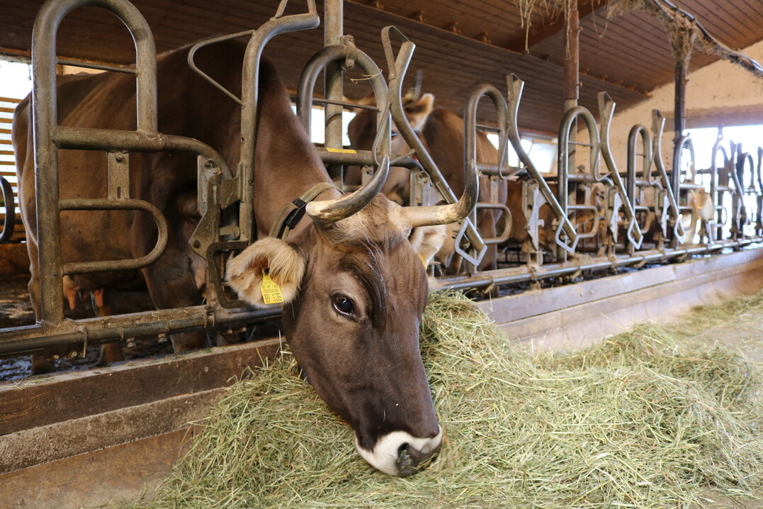 Die K�he bekommen haupts�chlich Gr�ser und Heu zu fressen, damit die Milch "Heumilch" genannt werden darf. Und auch die K�lber haben etwas davon.   