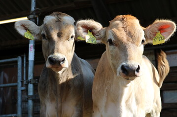  Die Bullenk�lber kommen nicht zu kurz: Bis zu sechs Monate bleiben sie auf dem Betrieb und trinken die Milch der Mutterkuh.
