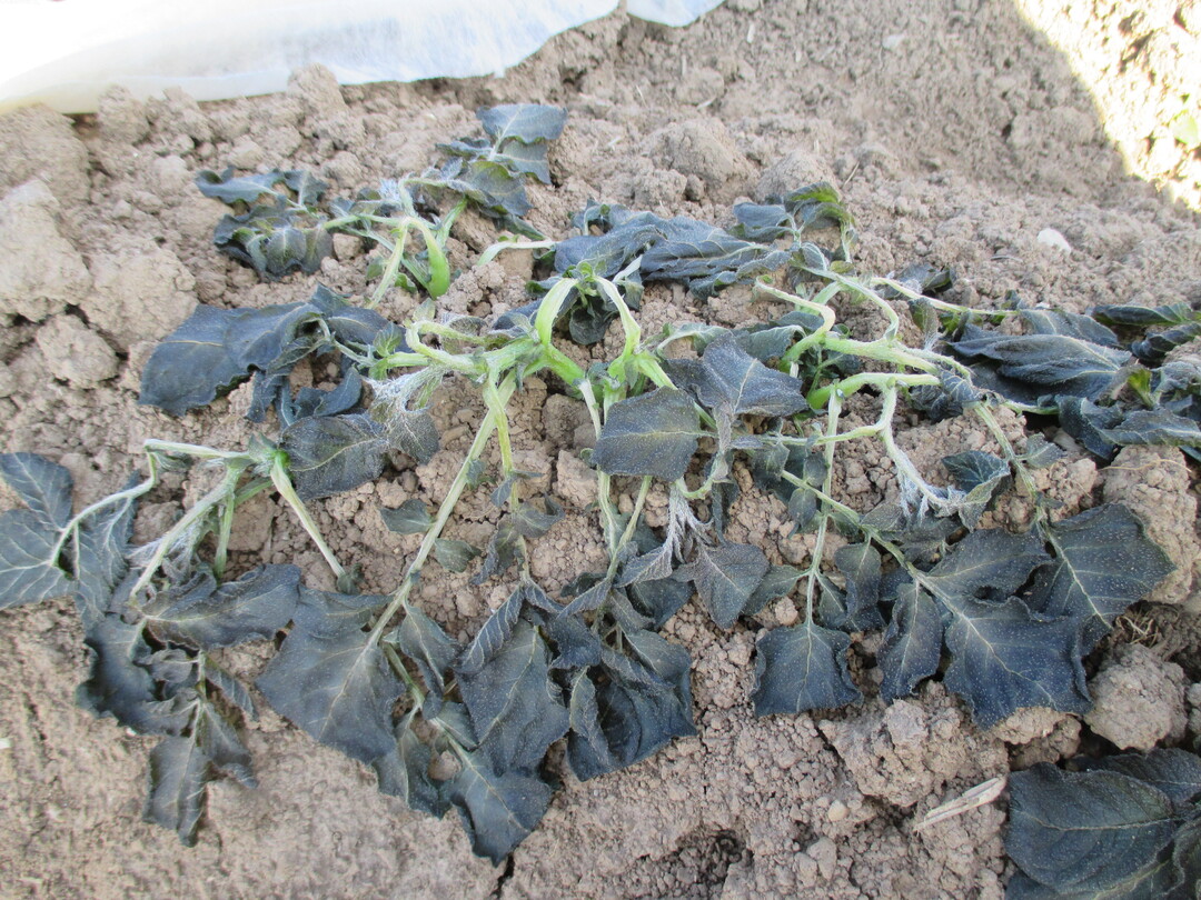 Erfrorene Fr�hkartoffeln unter Folie