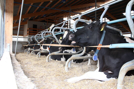 Tiefboxen mit Stroh, elastischer Frontbegrenzung und flexiblem Nackensteuer erh�hen den Komfort f�r K�he in Boxenlaufst�llen erheblich. 