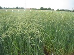 Dinkel auf einem Versuchsfeld.