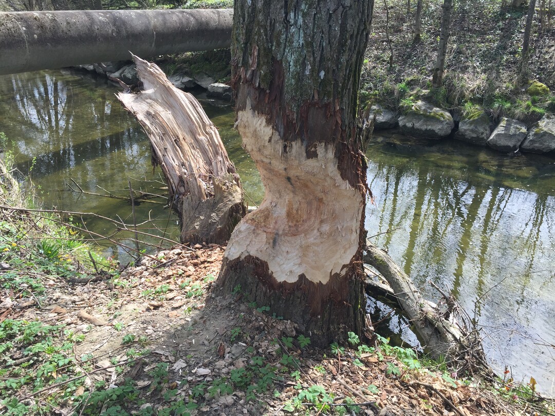 Der Biber hat einen Baum angenagt