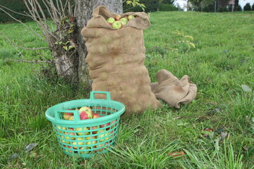 Frost und Alternanz dr�cken in diesem Jahr stark auf den Ertrag im Streuobstbau.