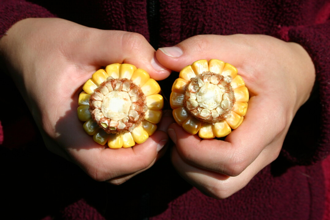 Die K�rnermaisernte in Deutschland kommt nur schleppend voran.