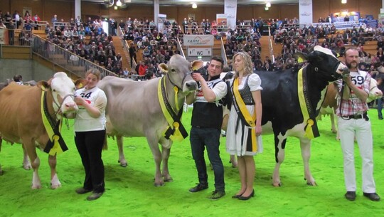 Sch�n und funktional:  Bei den Fleckviehk�hen siegte die dreij�hrige Emilia aus der Zucht der Hof Aischland Milch-GbR in Weikersheim. Z�chtertochter Johanna Beck f�hrte die Zweitkalbskuh durch den Ring. Grand Champion bei den Braunviehk�hen wurde die sechsj�hrige Belena, gez�chtet von Franz und Gabriele Kramer in Erolzheim. Gezeigt wurde die Kuh, die auch in der Klasse der K�he mit vier bis f�nf Kalbungen siegte, von Raphael Steinhauser und Veronika Hecht. Bei den Holsteink�hen schaffte die f�nfj�hrige Dasie aus dem Zuchtbetrieb von Uwe Maier in Schw�bisch Gm�nd den Sprung aufs Siegertreppchen. Michael Lang f�hrte die Kuh durch die Arena.
