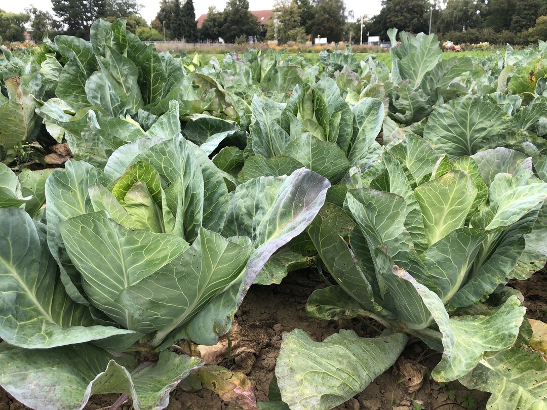Das Filderspitzkraut hat eine lange Tradition auf den Fildern. Es ist eine regionale Variante des Spitzkohls, das mit kräftigeren Blättern ausgestattet ist und vor allem zu Sauerkraut verarbeitet wird. Es trägt seit 2012 das EU-Siegel "ggA" (geschützte geografische Angabe). Aufgrund seiner starken Verwurzelung in der Region haben einzelne Höfe vor vielen, vielen Jahren begonnen, eigene Linien des Filderspitzkrauts zu züchten. In diesem Versuch wollte das Team der Staatsschule herausfinden, welche Verwandtschaftsbeziehungen zwischen den einzelnen regionalen Linien bestehen. Langfristiges Ziel ist es, diese traditionellen und seltenen Zuchtlinien zu erhalten, da inzwischen der Rundkohl beliebter ist, weil er sich leichter maschinell verarbeiten lässt und zudem höhere Erträge aufweist. Insgesamt acht Sorten wurden zu DNA-Analysen in ein Labor in der Schweiz geschickt und unter die Lupe genommen. Lediglich ‘Baya’, eine späte Sorte, ist mit keiner in diesem Versuch angebauten Sorte verwandt. Die Sorten ‘Schumacher, 2019 Plie’, ‘SfG Nachzucht Sorte 6’, ‘SfG Sorte 2, Vohl’, ‘Breunig’ sowie ‘Schweizer’ haben dieselbe Herkunft. Auch die Sorten ‘Bingenheimer’ und ‘Gaiser, 2016’ sind sehr eng verwandt.