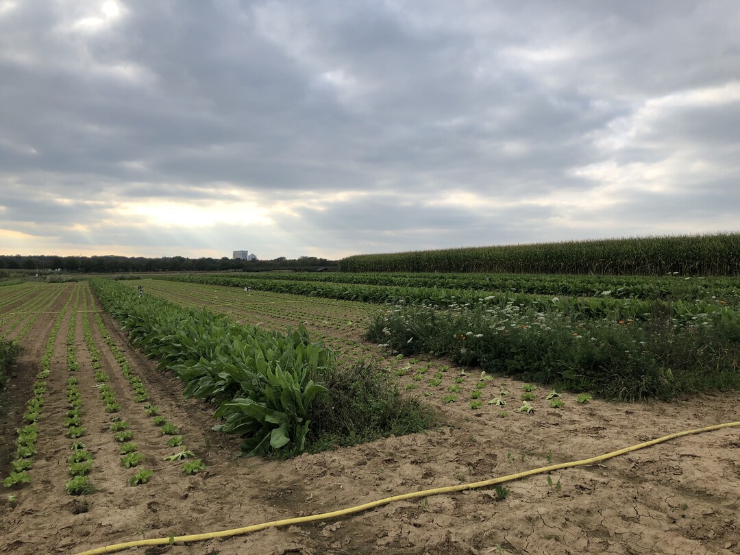 Die Doktorandin Denise Kuhn erforscht im Rahmen ihrer Promotion an der Entwicklung einer Nützlings-Rollwiese für den Freilandgemüsebau. Ziel soll es sein, den Einsatz von Insektiziden dadurch zu vermindern oder sogar zu ersetzen. Im diesjährigen Versuch wurden drei Sätze Salat gepflanzt und die Blühwiesen zeitgleich mit der ersten Anbauperiode in das Feld etabliert. Ergebnisse dürfen zum jetzigen Zeitpunkt noch nicht veröffentlicht werden. Doch so viel hat Denise Kuhn schon verraten: Es waren Nützlinge da und sie sind viel weiter in das Feld vorgedrungen als angenommen. Wir sind gespannt auf die weiteren Ergebnisse!