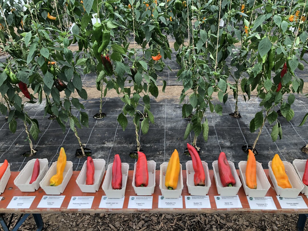 Spitzpaprika erfreuen sich immer mehr Beliebtheit beim Verbraucher. Aus den Supermarktregalen sind sie inzwischen kaum mehr wegzudenken. Aber wie machen sich einzelne Sorten tatsächlich im Ertrag? Dieser Frage ist SfG nachgegangen und hat verschiedene Sorten auf ihre Ertragsunterschiede getestet. Auch wenn der Versuch noch nicht ganz abgeschlossen ist, lässt sich jetzt schon sagen, dass bis auf zwei Sorten alle bei 90 bis 99 Prozent marktfähiger Ware liegen. Jedoch bestehen große Unterschiede zwischen Gesamtertrag und durchschnittlicher Größe. Das höchste Einzelgewicht erreichte die gelbe Sorte ‘Palladio’ F1 von Graines Voltz/Hild mit 165,87 Gramm. Auf den höchsten Gesamtertrag kam die Sorte ‘35-DR1337’ F1 von Rijk Zwaan.