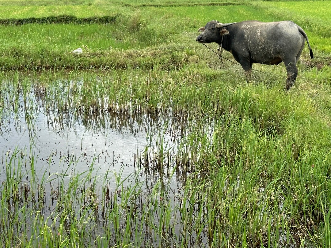 Wasserb�ffel in Vietnam