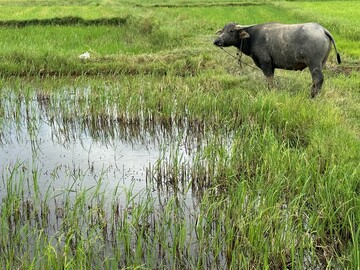Wasserb�ffel in Vietnam