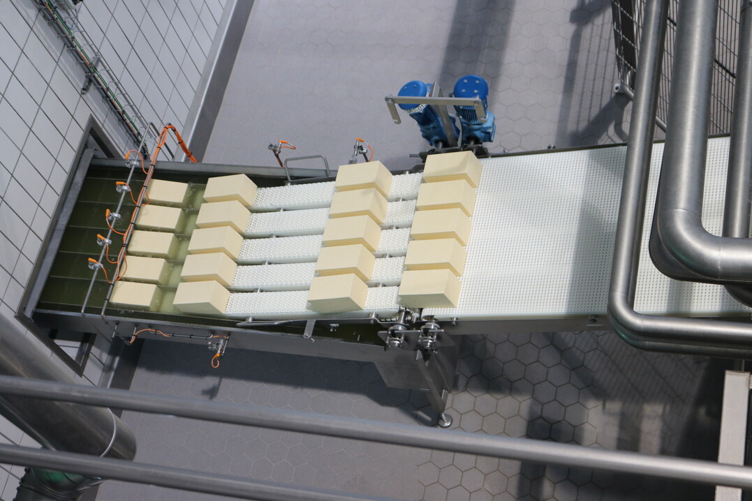 Die geformten K�selaibe wandern vom Band aus direkt ins Salzbad.