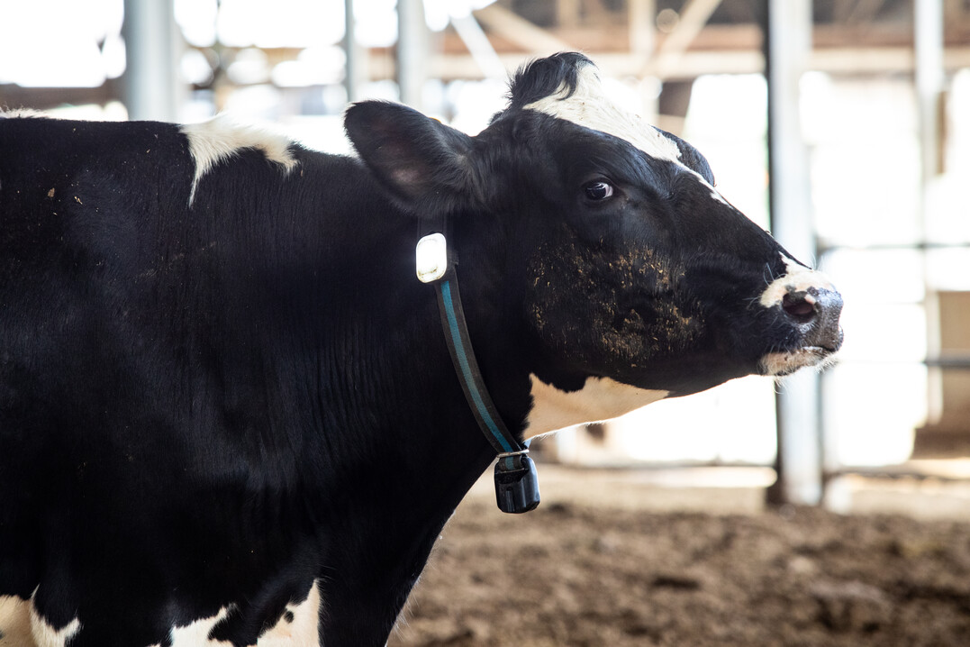Kuhortung in einem: Eine LED am Halsband zeigt auf Knopfdruck die gesuchte Kuh an, gleichzeitig sammelt das Pedometer alle relevanten Daten rund um die Gesundheit der Kühe. <br>