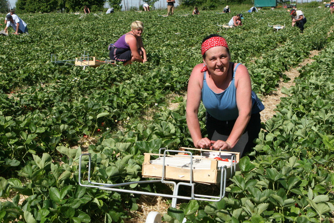 Der anhaltende Preisdruck und die hohe Kostenbelastung hat dazu geführt, dass Erdbeerbetriebe ihre Anbaufläche einschränken.