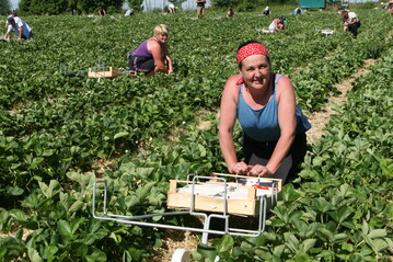 Der anhaltende Preisdruck und die hohe Kostenbelastung hat dazu gef�hrt, dass Erdbeerbetriebe ihre Anbaufl�che einschr�nken.