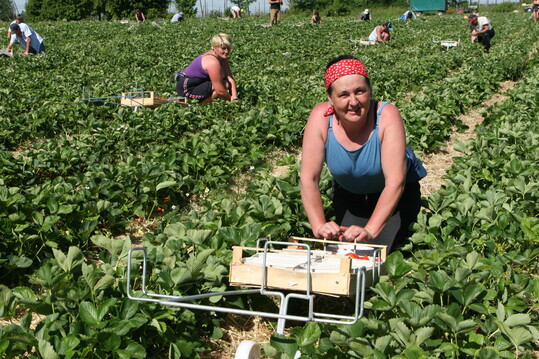 Der anhaltende Preisdruck und die hohe Kostenbelastung hat dazu gef�hrt, dass Erdbeerbetriebe ihre Anbaufl�che einschr�nken.