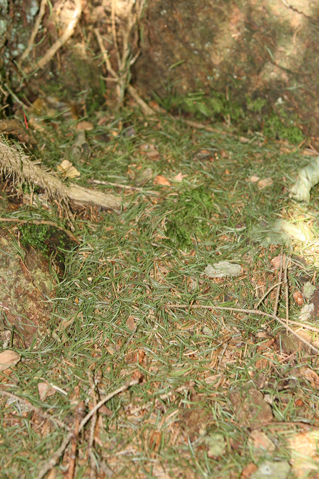 ..., Fichtennadeln auf dem Boden und ....