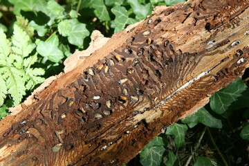 Sind die "K�fer" noch im wei�en Stadium, kann die Ausbreitung durch Entrindung gestoppt werden.