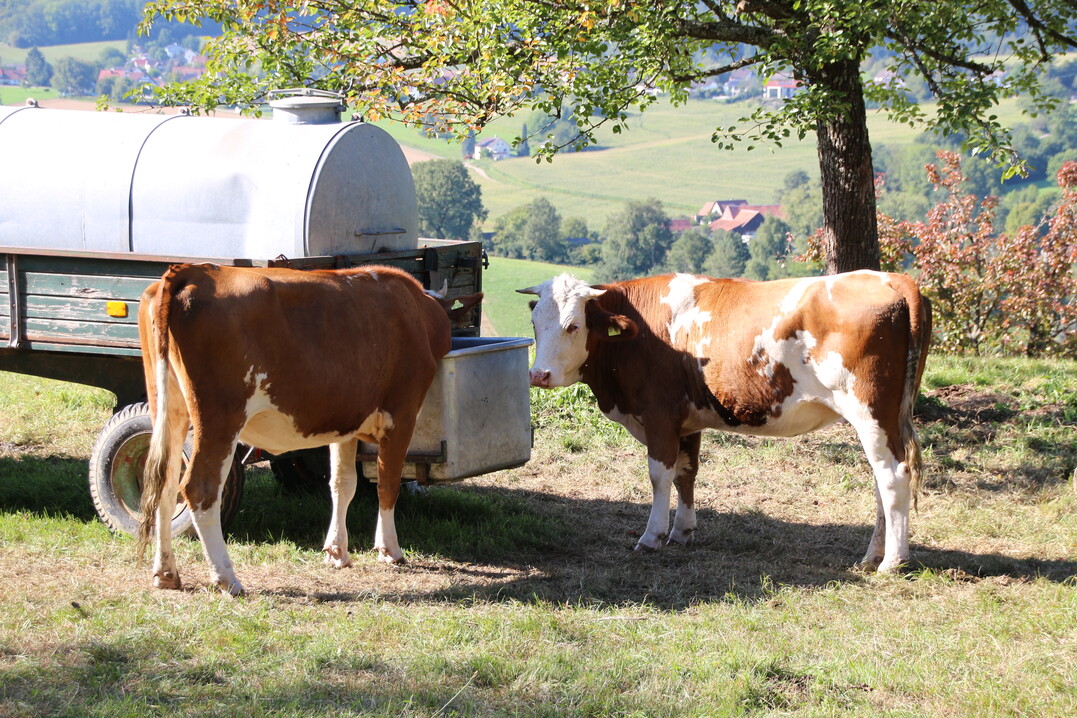 Es wird heißer im Stall und auf der Weide. Da ist es wichtig, dass die Tiere jederzeit genügend Wasser trinken können.